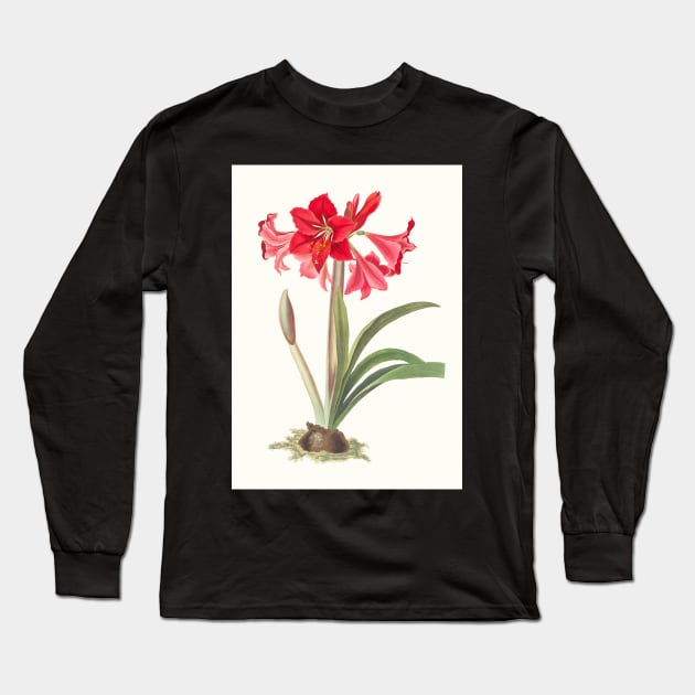 Hardy Amaryllis - botanical illustration Long Sleeve T-Shirt by chimakingthings